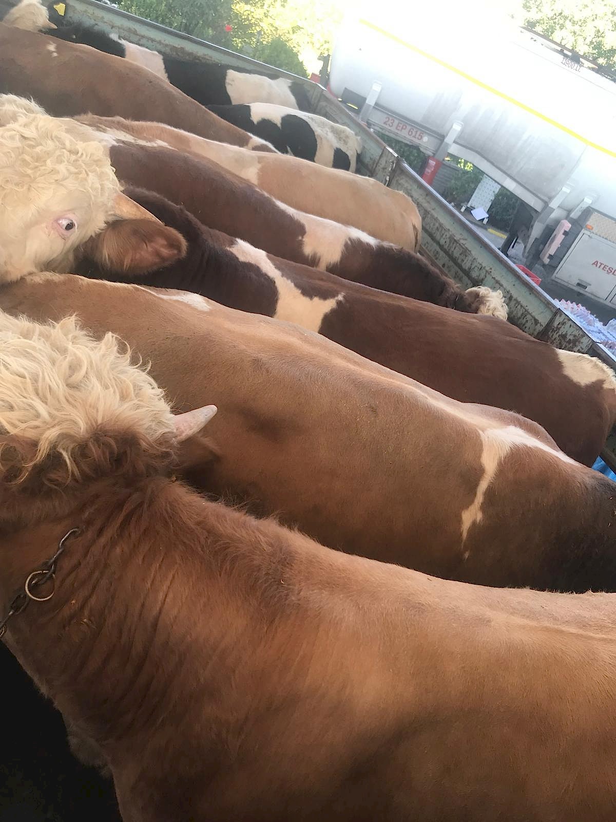 Kasap Bayram Kahta da Kasap