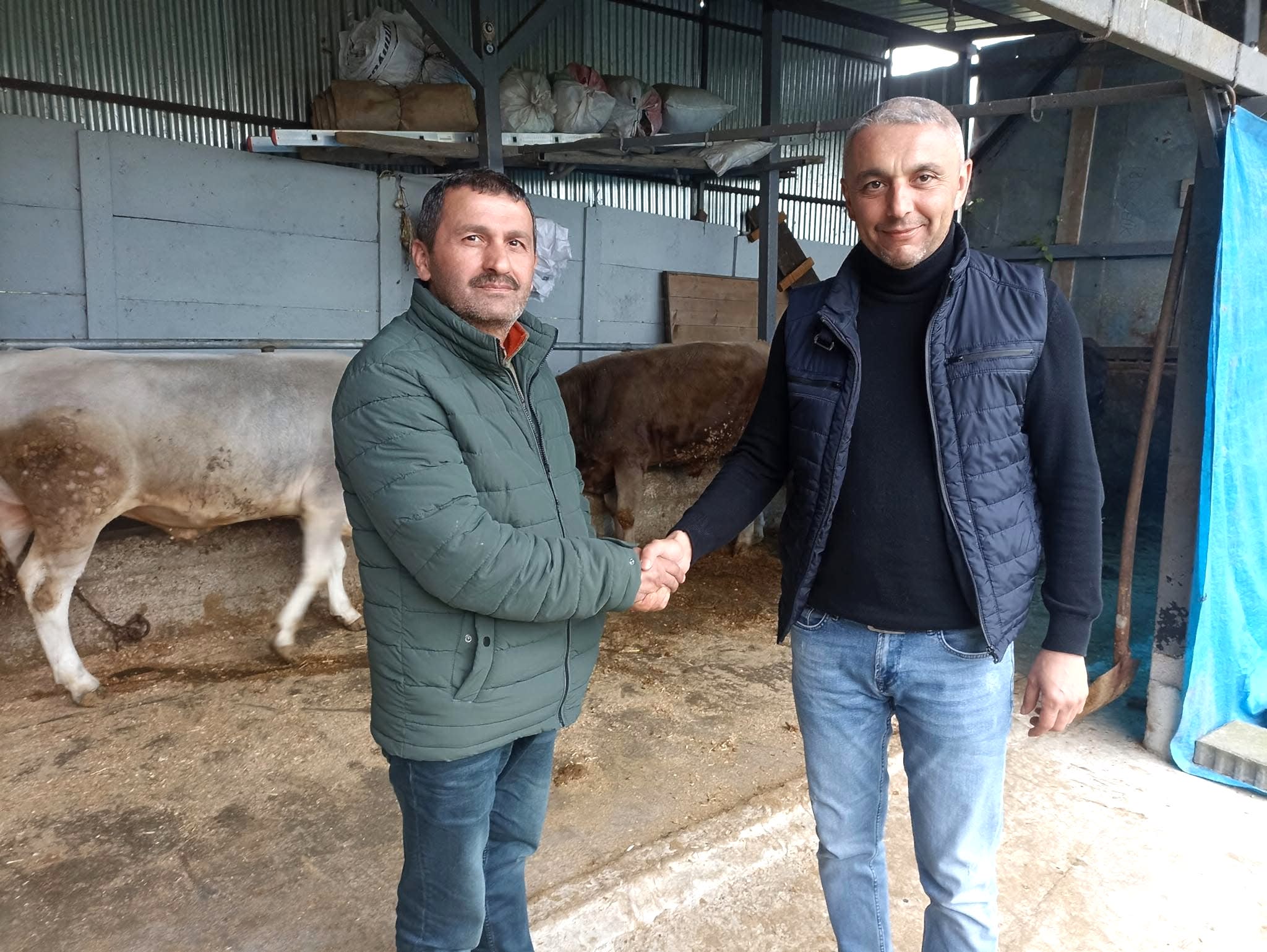 Çelik Hayvancılık Akçakoca da Hayvancılık Besicilik