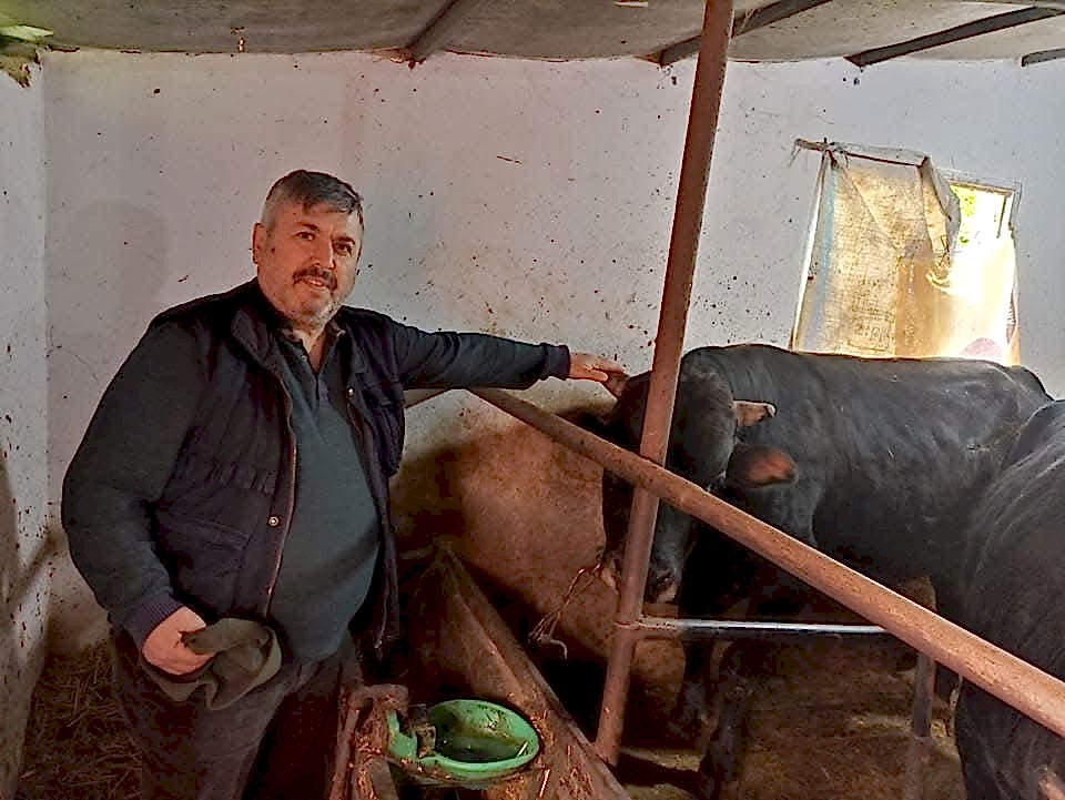 Çelik Hayvancılık Akçakoca da Hayvancılık Besicilik