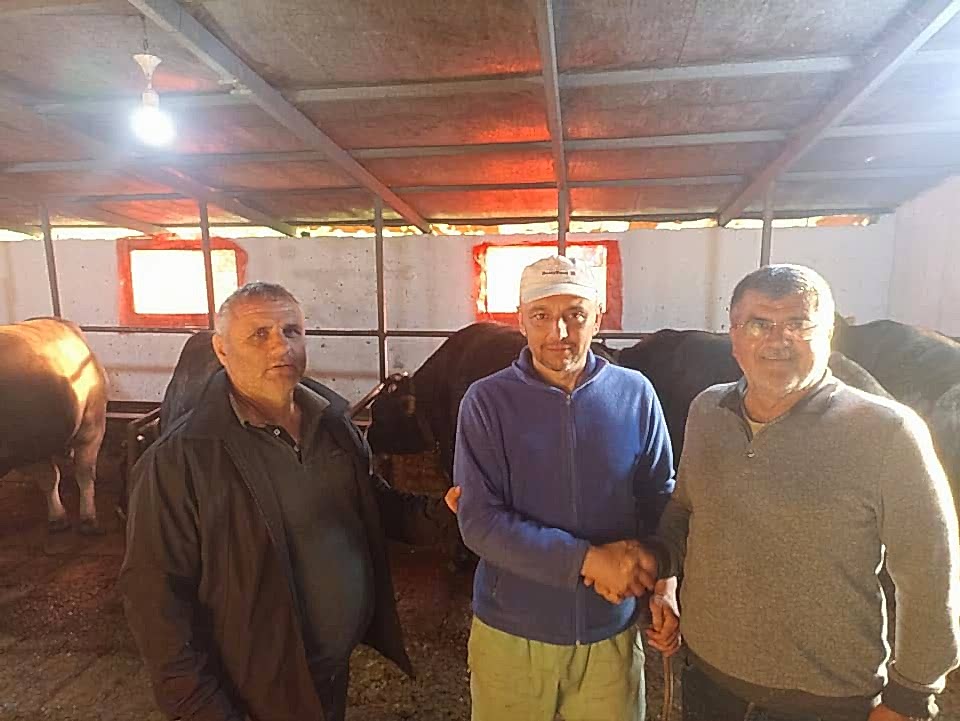 Çelik Hayvancılık Akçakoca da Hayvancılık Besicilik
