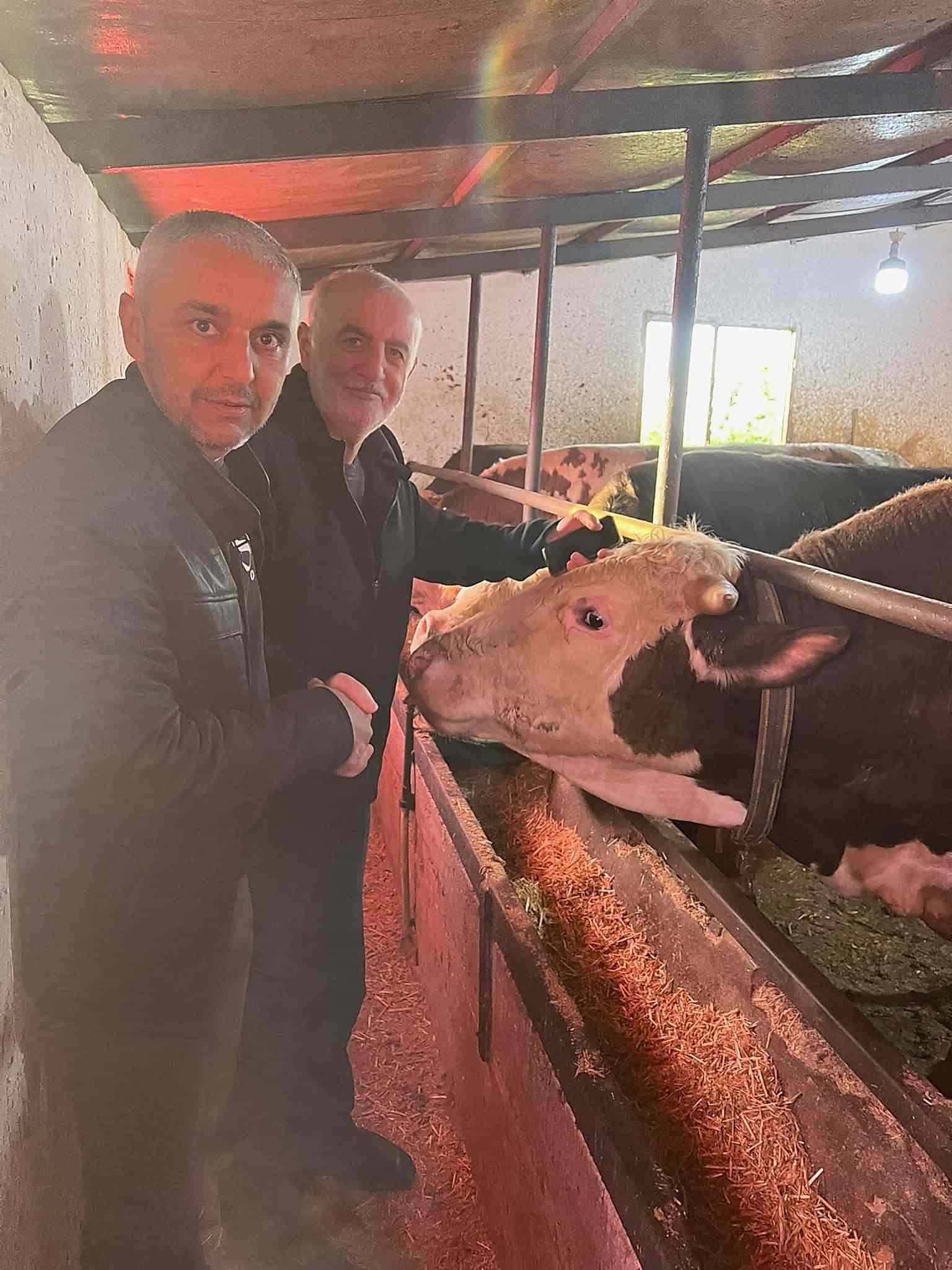 Çelik Hayvancılık Akçakoca da Hayvancılık Besicilik