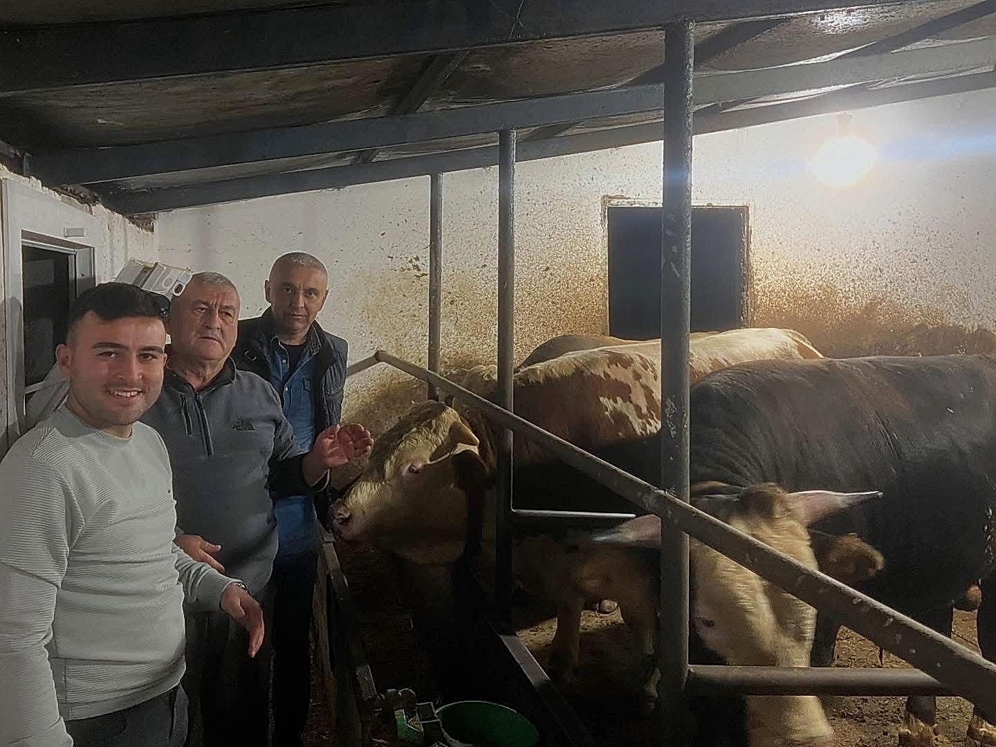 Çelik Hayvancılık Akçakoca da Hayvancılık Besicilik