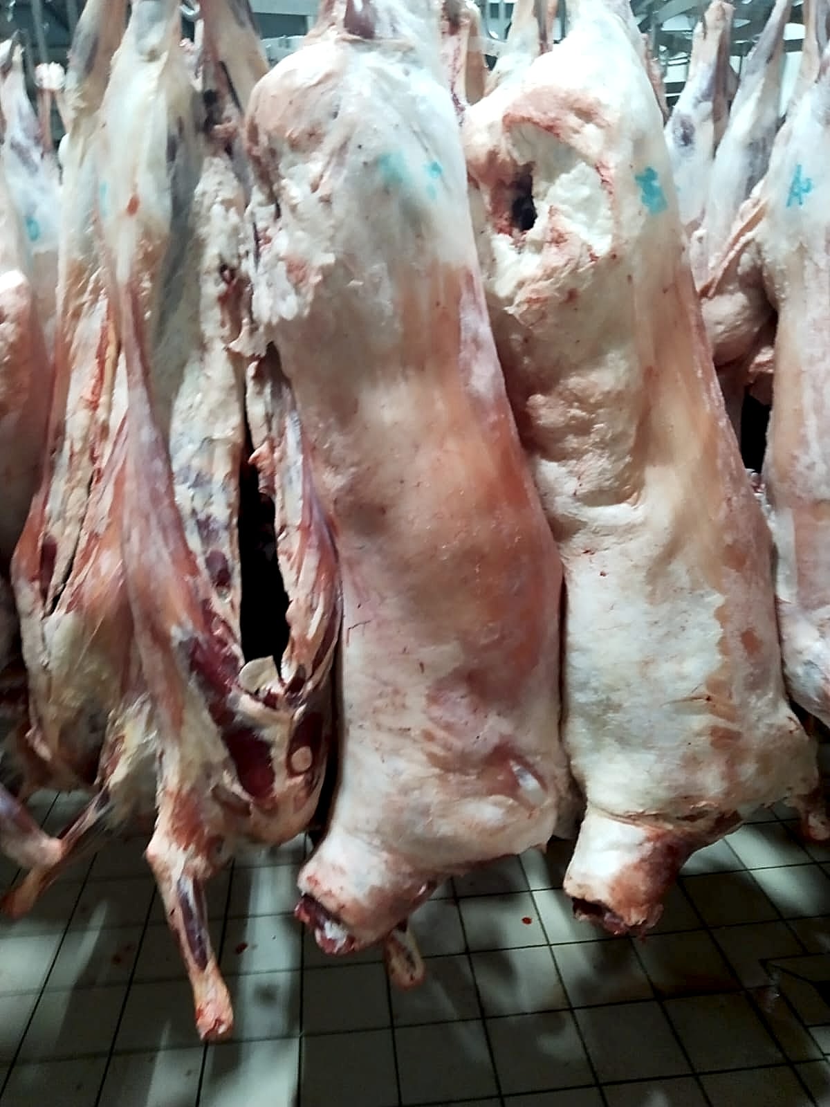 YÜCEL ET SUMQAYIT DE ET KASAP